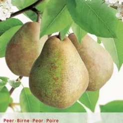 Pyrus Comm. Doyenne Du C. P24