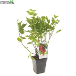 Ribes R. 'Rovada' -Tuin Landschap Verkoop ribes r rovada 1500x1500 62094c3f6ccc9 l