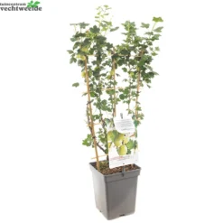 Tuin Landschap Verkoop -Tuin Landschap Verkoop ribes uva cr hinnonm gron lei vp5 1000x1000 62093015dc53b l