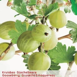 Tuin Landschap Verkoop 21 Ribes Uva Cr. Hinnonm Gron Lei Vp5