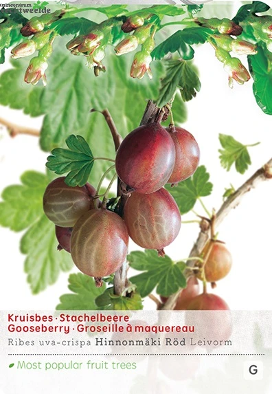 Ribes Uva Cr. Hinnonm Rod Lei Vp5 1 Ribes Uva Cr. Hinnonm Rod Lei Vp5