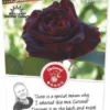 Rosa 'Black Baccara'®
