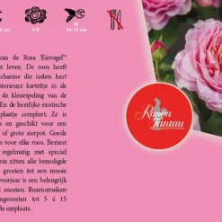 Tuin Landschap Verkoop -Tuin Landschap Verkoop rosa eisvogel 800x516 640b1dbe8fa2a l