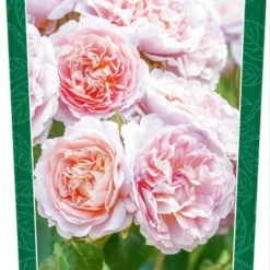 Rosa 'Eustacia Vye'®