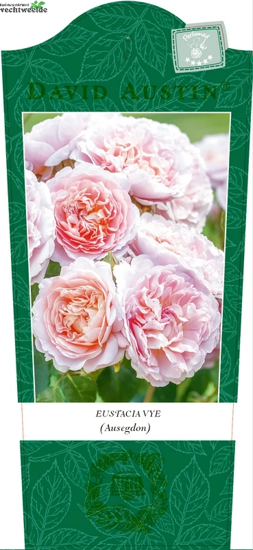 Rosa 'Eustacia Vye'® 1 Rosa 'Eustacia Vye'®
