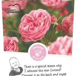 Rosa 'Leonardo Da Vinci'®