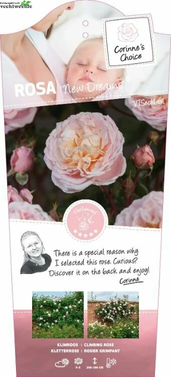 Rosa 'New Dreams'® 1 Rosa 'New Dreams'®