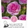 Rosa 'Odelia'(TM) Renaissance®