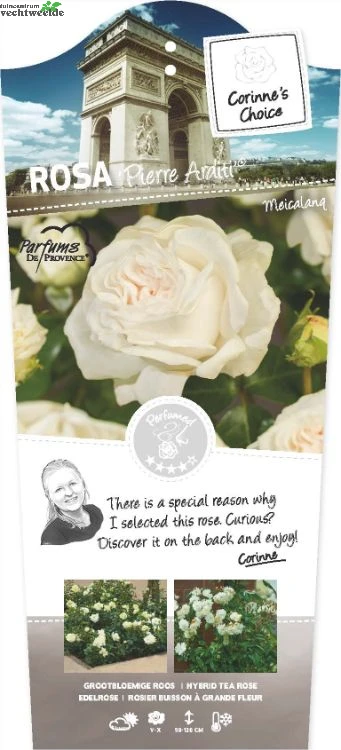 Rosa 'Pierre Arditi'® 1 Rosa 'Pierre Arditi'®