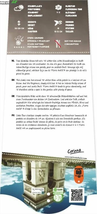 Rosa 'Pierre Arditi'® 2 Rosa 'Pierre Arditi'® - Afbeelding 2