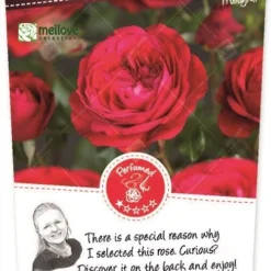 Rosa 'Red Meilove'®pot 24, Stam 90cm