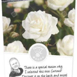 Rosa 'Schneewittchen'®pot 24, Stam110