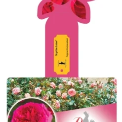 Rosa 'Sophie Luise'®