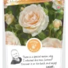 Rosa 'Sweet Honey'®