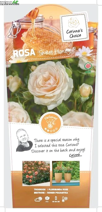 Rosa 'Sweet Honey'® 1 Rosa 'Sweet Honey'®