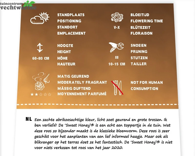 Rosa 'Sweet Honey'® 2 Rosa 'Sweet Honey'® - Afbeelding 2
