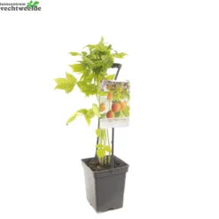 Rubus Idaeus 'Fallgold' -Tuin Landschap Verkoop rubus idaeus fallgold 1500x1500 62094c40e553b l