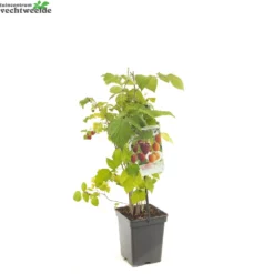 Rubus Ideaus Quatro- Framboos -Tuin Landschap Verkoop rubus ideaus quatro framboos 1500x1500 6209453815d8e l
