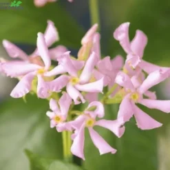 Trachelospermum As. 'Pink Air'