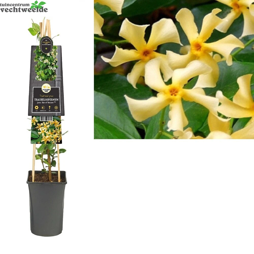 Trachelospermum J. 'Star Of Tosc'® 1 Trachelospermum J. 'Star Of Tosc'®