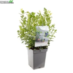 Vaccinium Cor. 'Alvar' -Tuin Landschap Verkoop vaccinium cor alvar 1429x1429 62093b68acab9 l