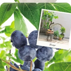 Vaccinium Cor. 'Alvar'