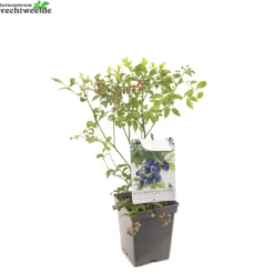 Vaccinium Cor. 'Bluecrop'