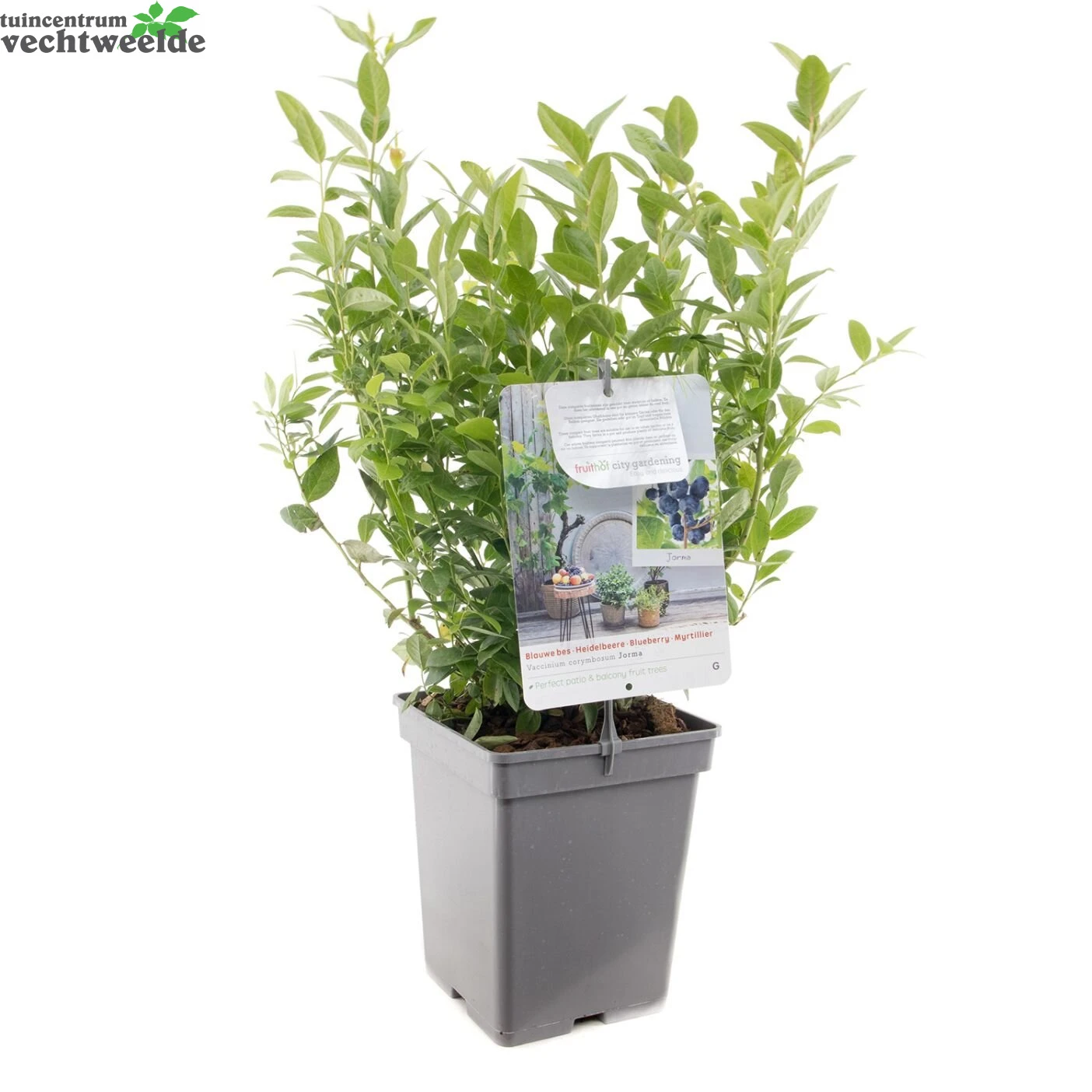 Vaccinium Cor. 'Jorma' 3 Vaccinium Cor. 'Jorma' - Afbeelding 3