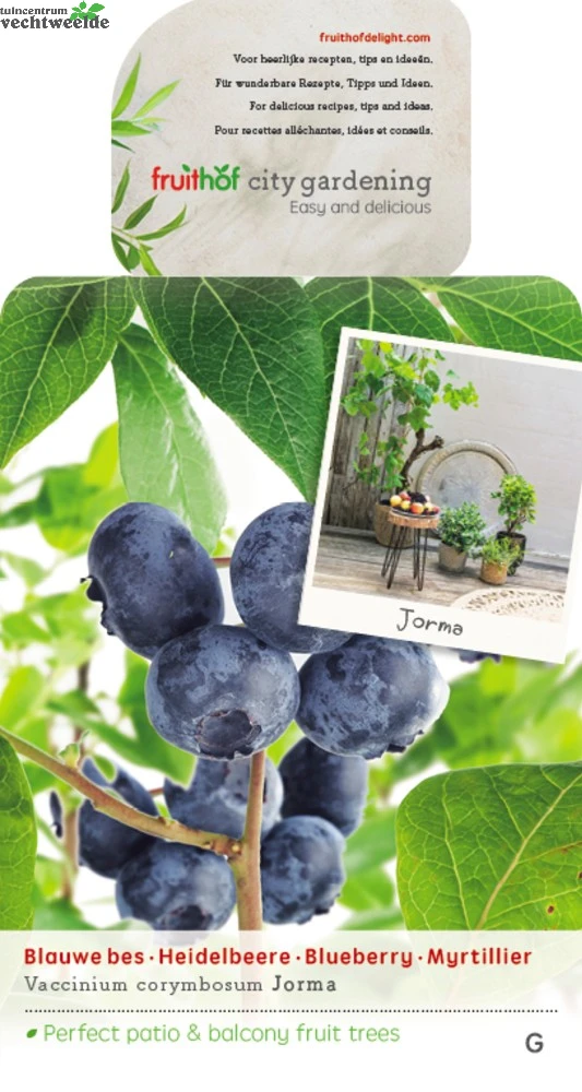 Vaccinium Cor. 'Jorma' 1 Vaccinium Cor. 'Jorma'