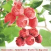 Vaccinium Cor. 'Pink Lemonade'