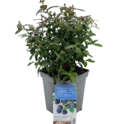 Vaccinium Corymbosum Pot 23cm. 7 Vaccinium Corymbosum Pot 23cm. -Tuin Landschap Verkoop vaccinium corymbosum pot 23cm 520x573 620a132fc0949 l