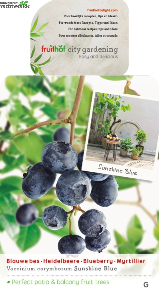 Vaccinium Corymbosum Pot 23cm. 2 Vaccinium Corymbosum Pot 23cm. - Afbeelding 2