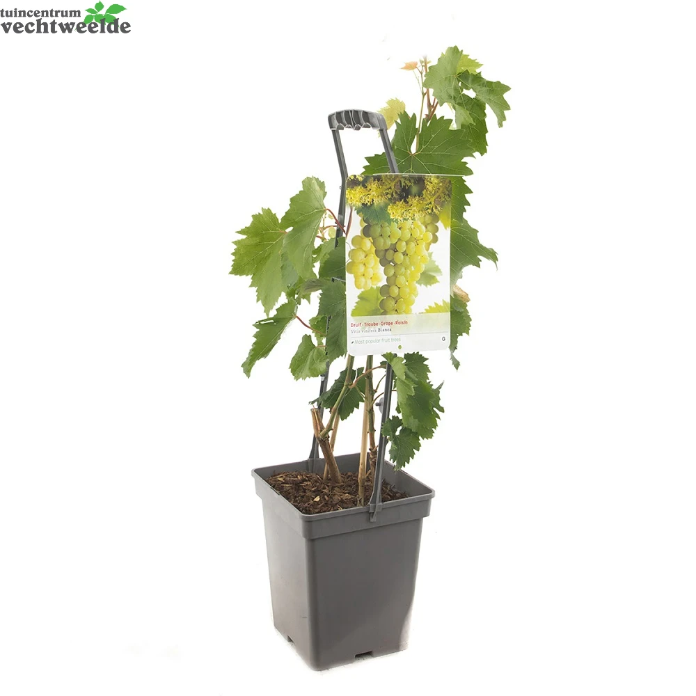 Vitis Bianca Vp5 2 Vitis Bianca Vp5 - Afbeelding 2