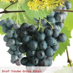 Vitis 'Boskoop Glory'