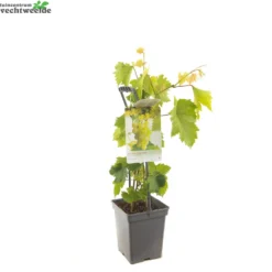 Vitis 'Himrod' 5 Vitis 'Himrod' -Tuin Landschap Verkoop vitis himrod 1500x1500 62093718cd53a l