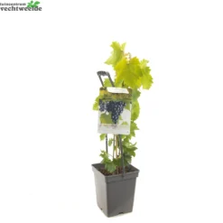Vitis 'Regent' -Tuin Landschap Verkoop vitis regent 1500x1500 62094536917ac l