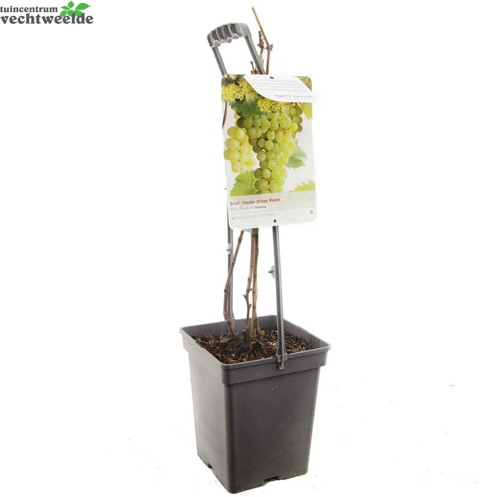Vitis Solaris Vp5 2 Vitis Solaris Vp5 - Afbeelding 2