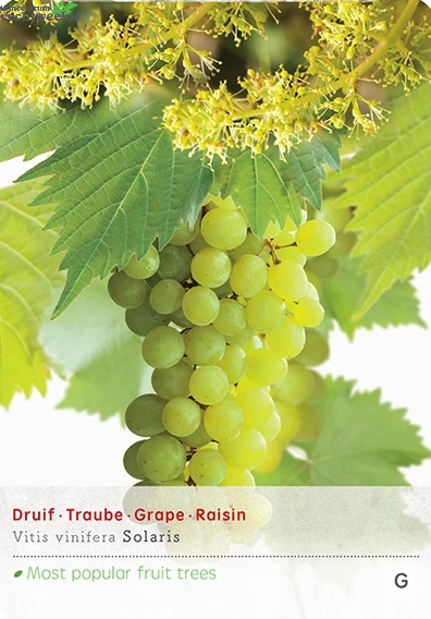 Vitis Solaris Vp5 1 Vitis Solaris Vp5