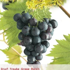 Vitis Vin Muscat Blue Vp5