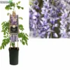 Wisteria Sinensis P16 3.0