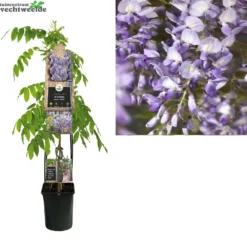 Wisteria Sinensis 'Prolific'